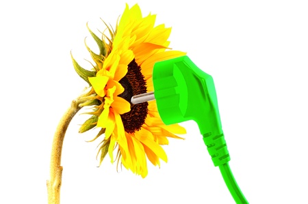 sunflower with a power plugの写真素材