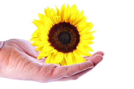 Hand with a Sunflowerの写真素材