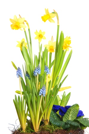 Daffodil over a white backgroundの写真素材