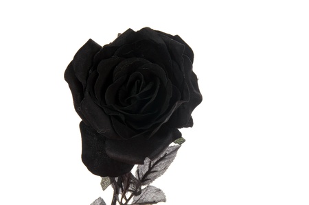 black rose over a white backgroundの写真素材