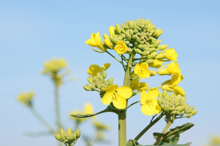 canola plantの写真素材