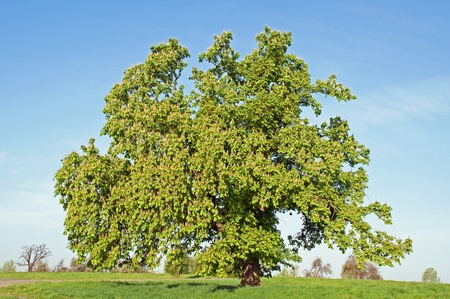 tree and blue skyの写真素材