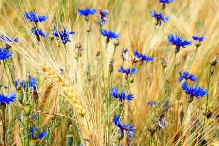 Barley grain and flowersの写真素材
