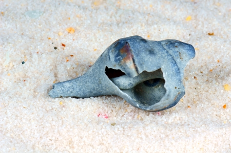 Shells in the sandの写真素材