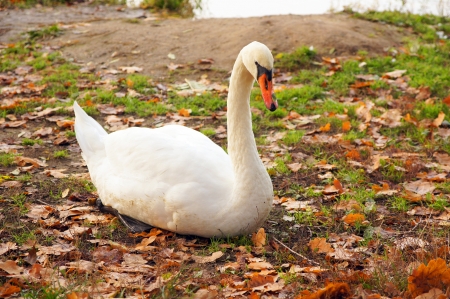 Swanの写真素材
