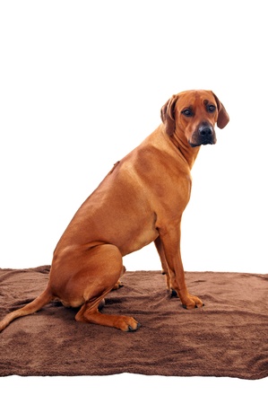 rhodesian ridgebackの写真素材
