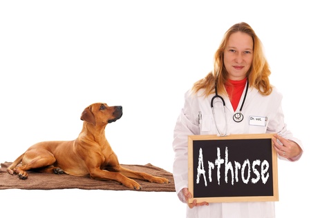 Veterinarian with dog and shield with the german words osteoarthritisの写真素材