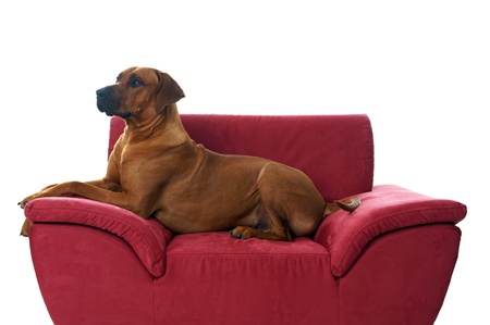 rhodesian ridgeback lying on the couchの写真素材
