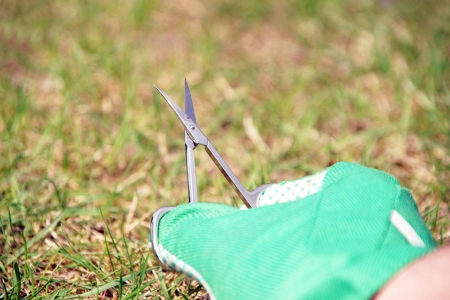 Lawn care with nail scissorsの写真素材