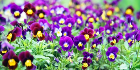 beautiful pansiesの写真素材