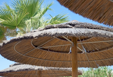 Parasol and palm treeの写真素材