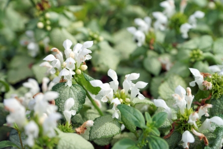 Nettle plant - dead nettleの写真素材
