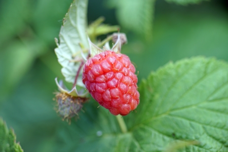Raspberry on the bush
