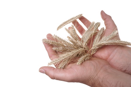 hands holding barleyの写真素材