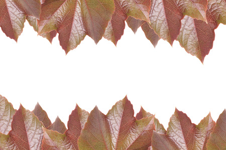 Autumn leaves isolated over a white backgroundの写真素材