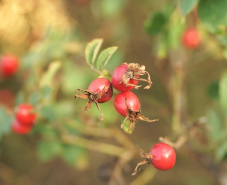rosehip bushの写真素材