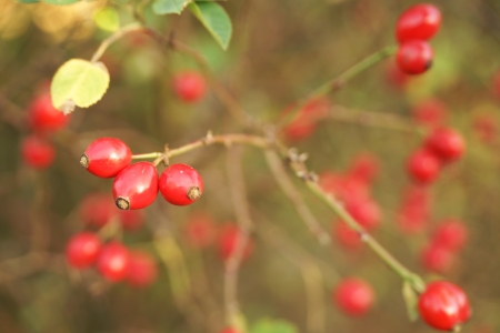 rosehip bushの写真素材