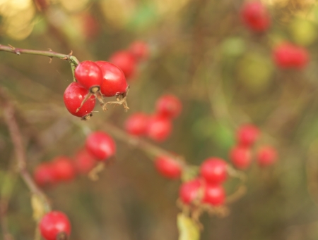 rosehip bushの写真素材
