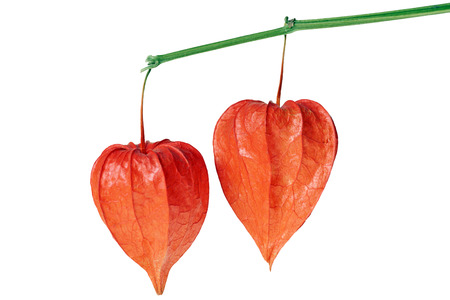 Chinese lantern plant isolated over a white の写真素材