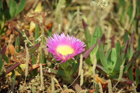 beautiful Flower in nature