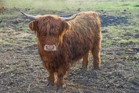 Highland cattle on a pastureの写真素材
