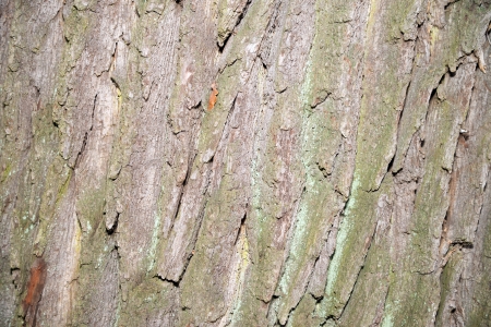 Tree bark background