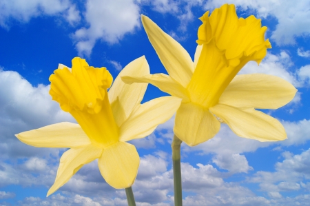 Daffodils and blue sky with cloudsの写真素材