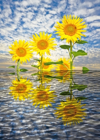 Sunflower and sky over reflective waterの写真素材