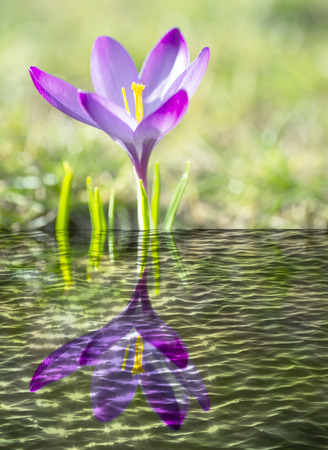 beautiful crocus and reflective waterの写真素材