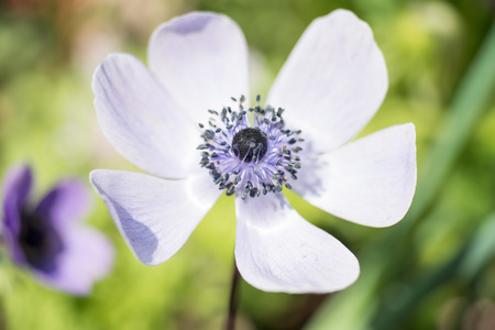 Close Up of blossom of a flowerの写真素材