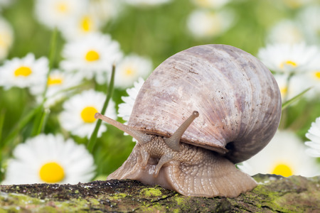 big snail and daisiesの写真素材