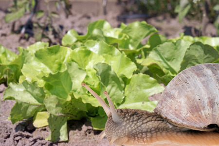Salad Plant and big snail in a gardenの写真素材