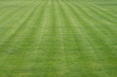 manicured lawn on a football field