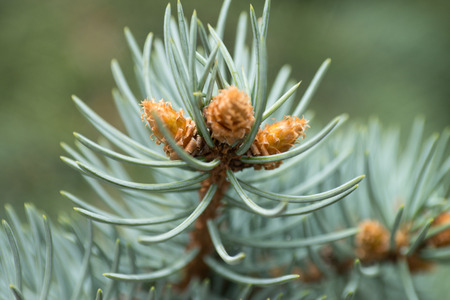 Close up of a pine branchの写真素材