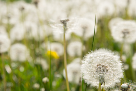 Meadow with Dandelionsの写真素材
