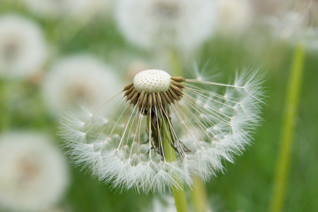 Close up of a dandelion flower
