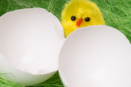 broken egg with a small chickの写真素材