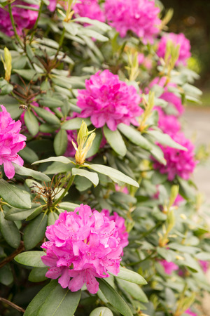 Rhododendron plant in a gardenの写真素材