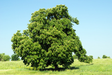 Tree on a meadow and blue skyの写真素材
