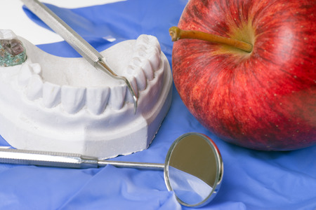 Apple and model of a human teeth