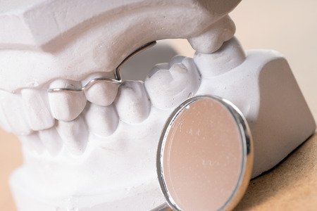 model of a human teeth with mouth mirror