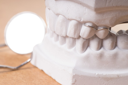 model of a human teeth with mouth mirror