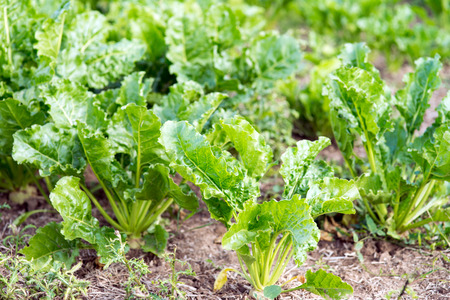 Sugar beet on a field