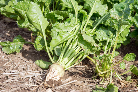 Sugar beet on a fieldの写真素材