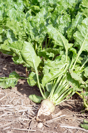 Sugar beet on a fieldの写真素材
