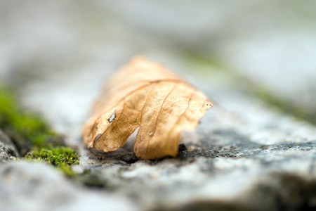 Paving stone and a leafの写真素材