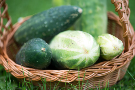 freshly harvested cucumbers in a basketの写真素材