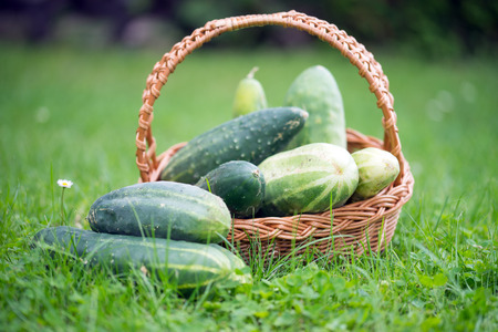 freshly harvested cucumbers in a basketの写真素材