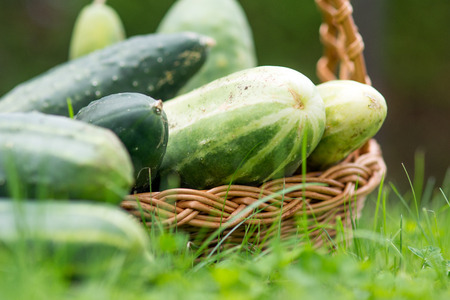 freshly harvested cucumbers in a basketの写真素材