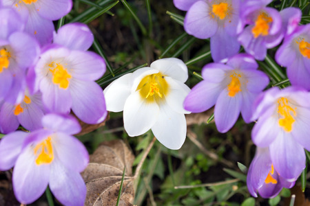 Crocus in a gardenの写真素材